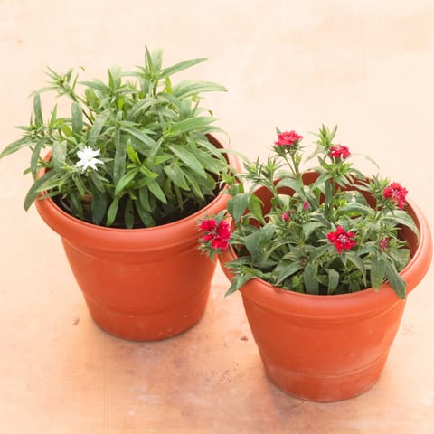 Set of 2 - Dianthus (Any Colour) in 8 Inch Terracotta Red Classy Plastic Pot