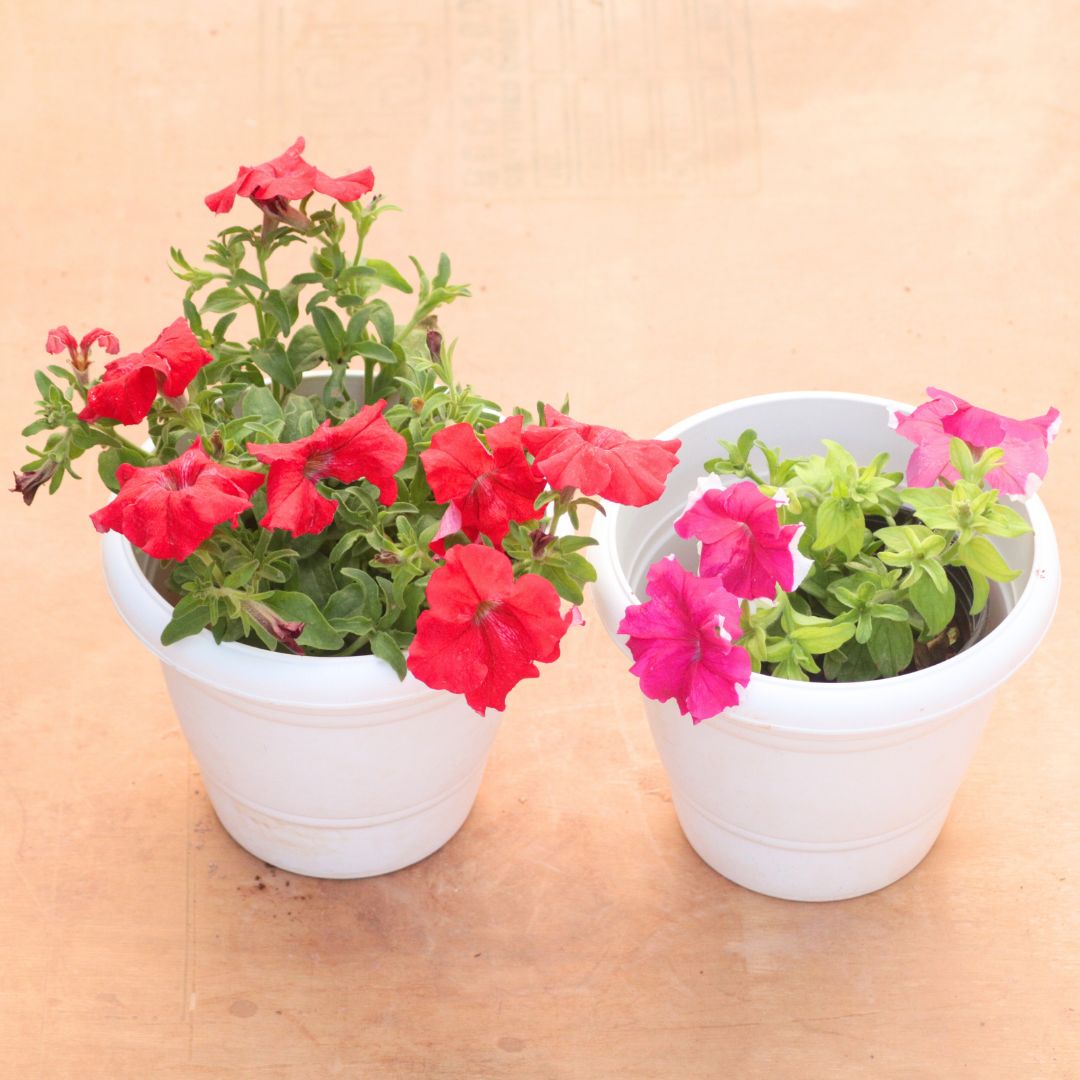 Set of 2 - Petunia (Any Colour) in 8 Inch White Classy Plastic Pot