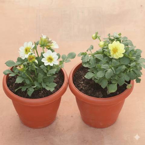 Set of 2 - Dahlia (Any Colour) in 8 Inch Terracotta Red Classy Plastic Pot