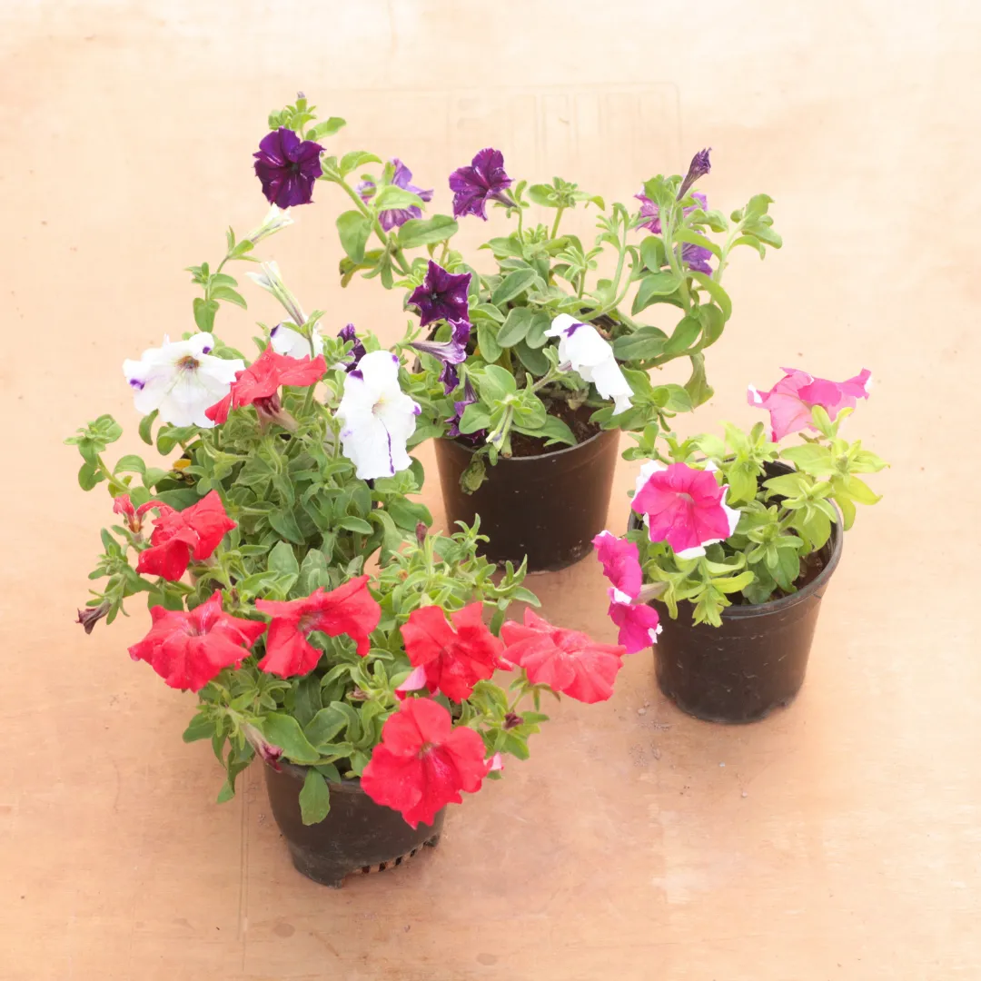 Set of 4 - Petunia (Any Colour) in 4 Inch Nursery Pot
