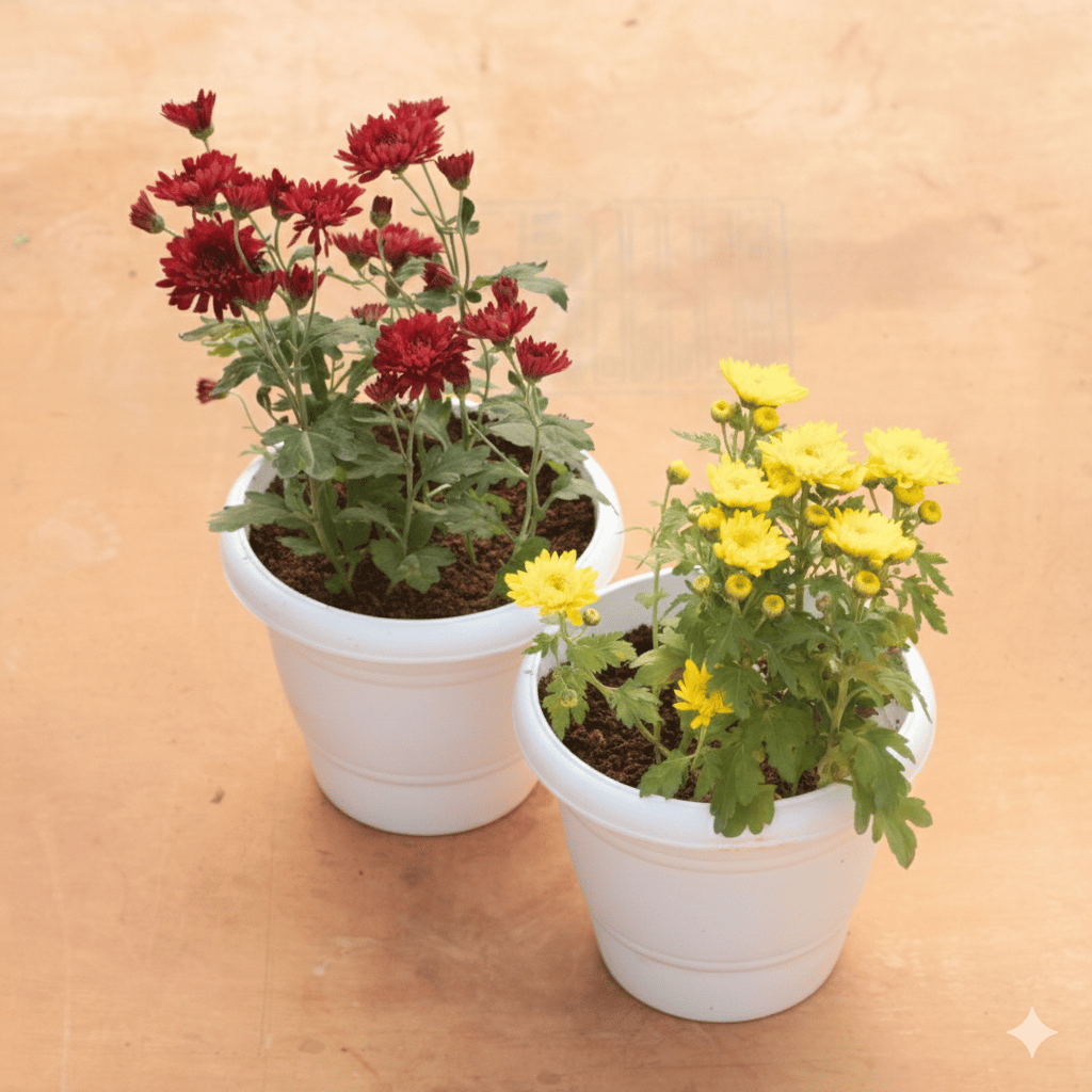 Set of 2 - Chrysanthemum / Shevanti / Guldawari (Any Colour) in 8 Inch White Classy Plastic Pot