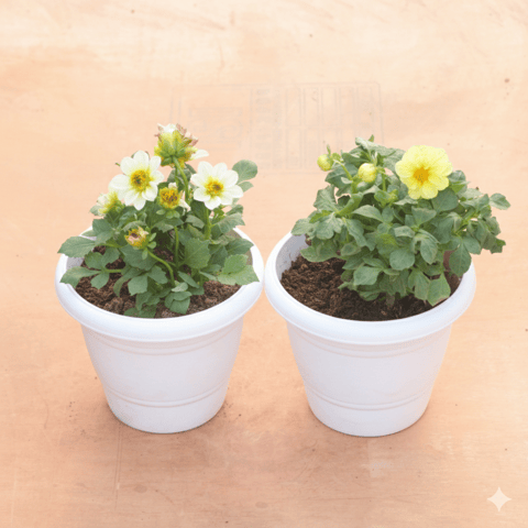 Set of 2 - Dahlia (Any Colour) in 8 Inch White Classy Plastic Pot