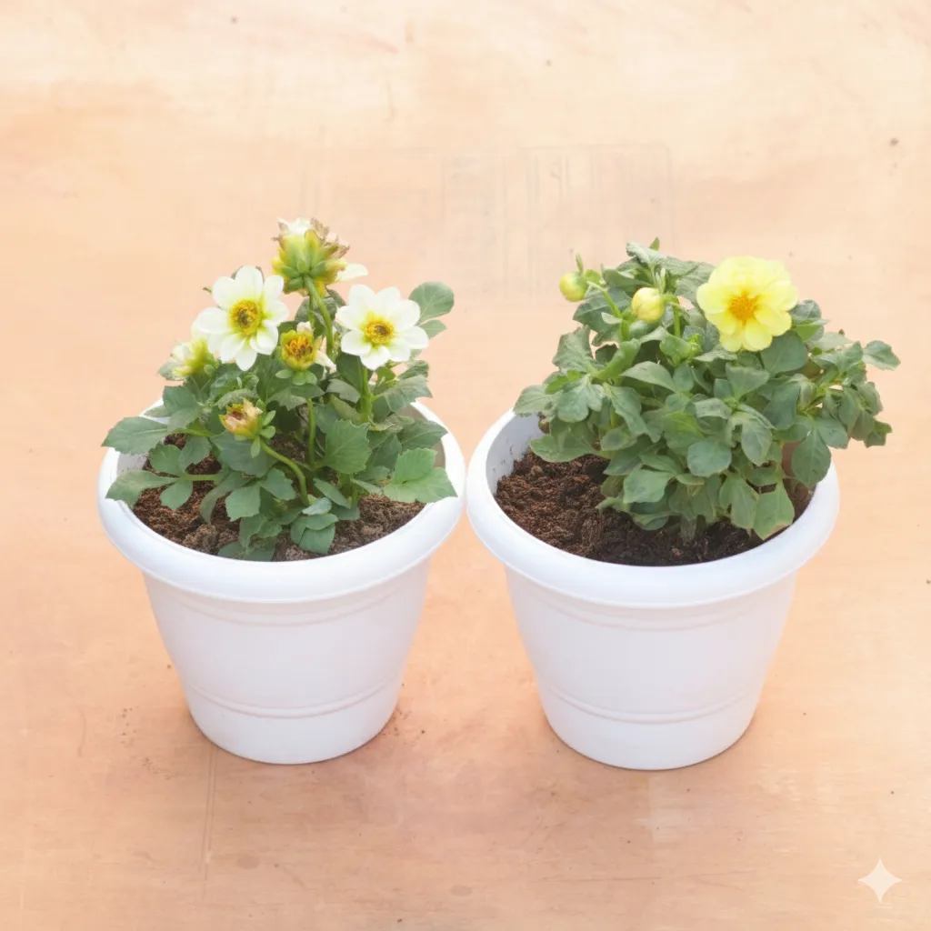Set of 2 - Dahlia (Any Colour) in 8 Inch White Classy Plastic Pot