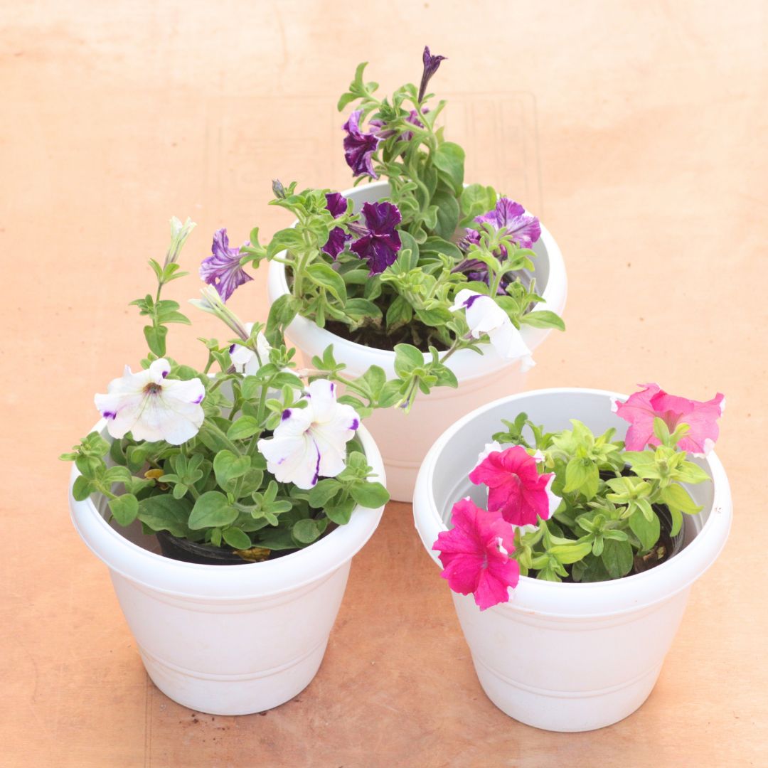 Set of 3 - Petunia (Any Colour) in 8 Inch White Classy Plastic Pot