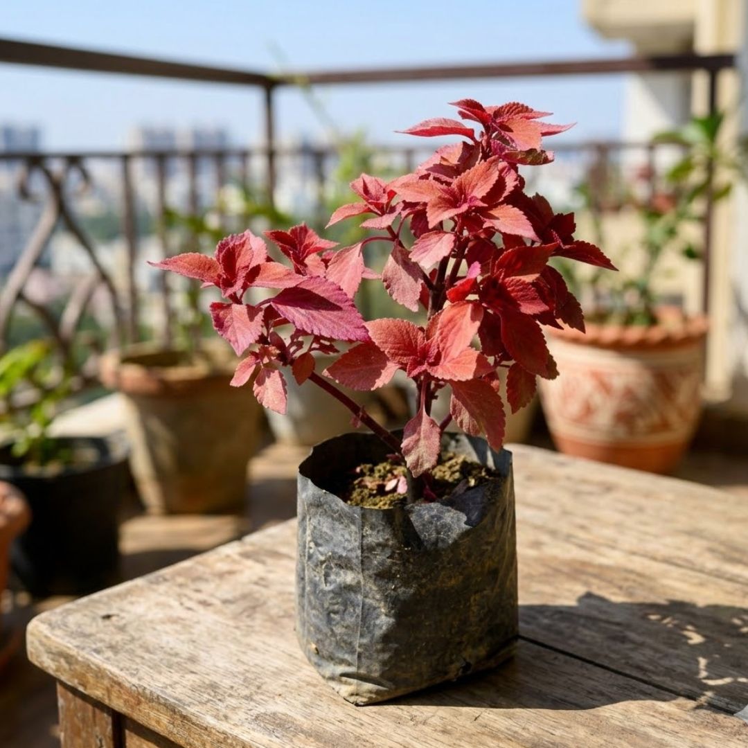 Coleus Red in 4 Inch Nursery Bag