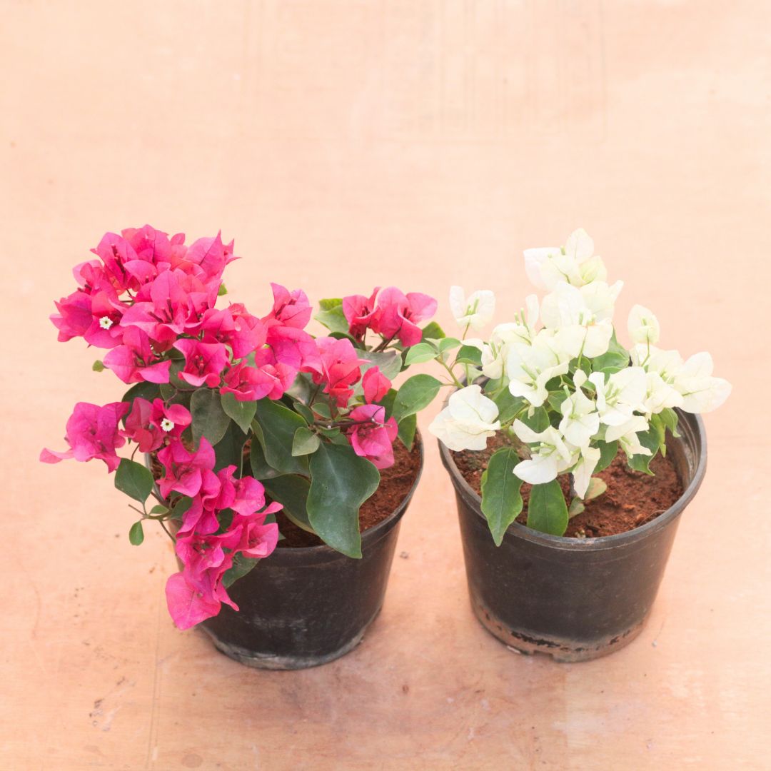Set of 2 - Bougainvillea (Pink & White) in 5 Inch Nursery Pot