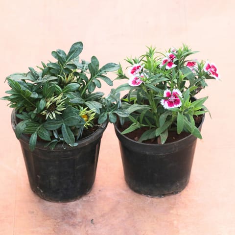 Set of 2 - Gazania & Dianthus (Any Colour) in 4 Inch Nursery Pot