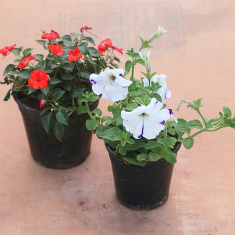 Set of 2 - Balsam Red & Petunia (Any Colour) in 5 Inch Nursery Pot