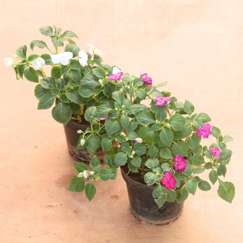 Set of 2 - Balsam (Pink & White) in 5 Inch Nursery Pot