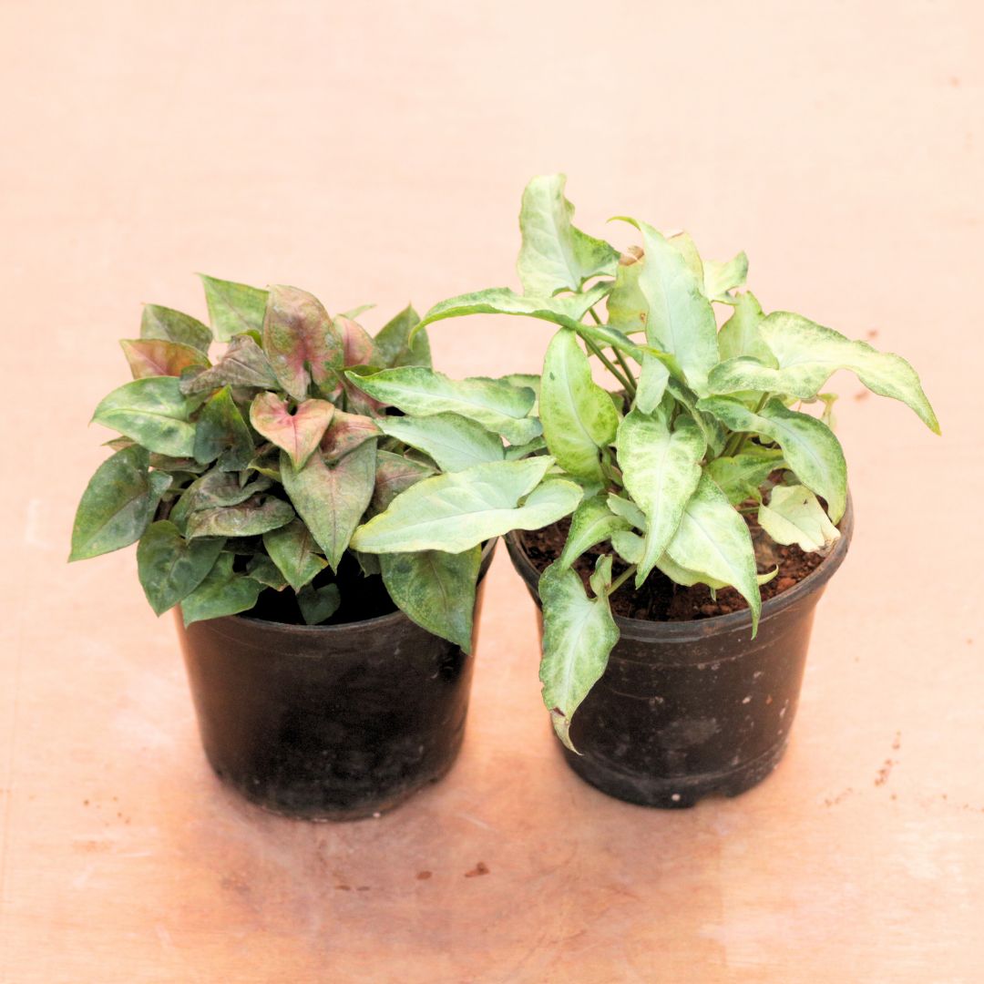 Set of 2 - Syngonium (Bronze & Green) in 4 Inch Nursery Pot