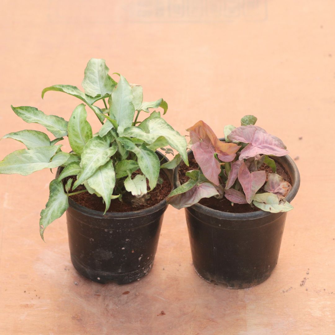 Set of 2 - Syngonium (Pink & Green) in 4 Inch Nursery Pot