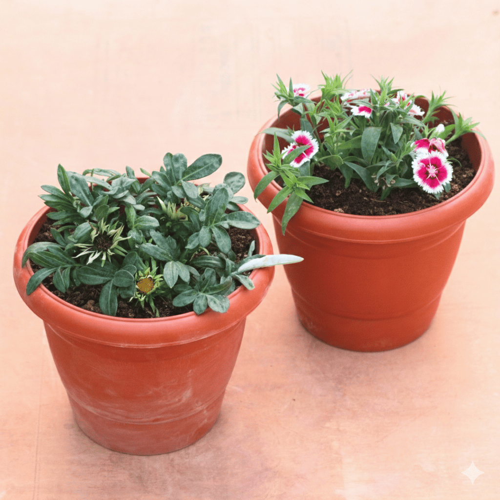 Set of 2 - Gazania & Dianthus (Any Colour) in 8 Inch Terracotta Red Classy Plastic Pot