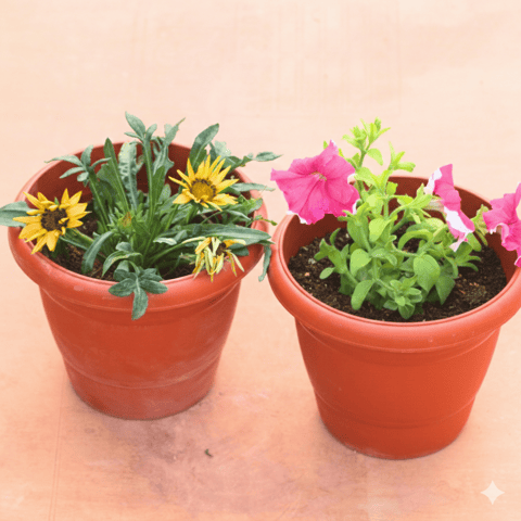 Set of 2 - Gazania & Petunia (Any Colour) in 8 Inch Terracotta Red Classy Plastic Pot