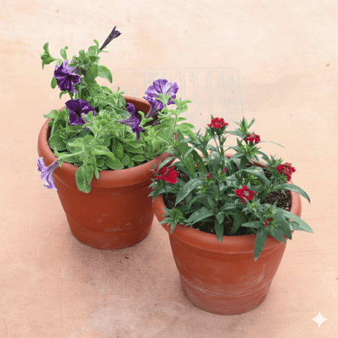 Set of 2 - Petunia & Dianthus (Any Colour) in 8 Inch Terracotta Red Classy Plastic Pot