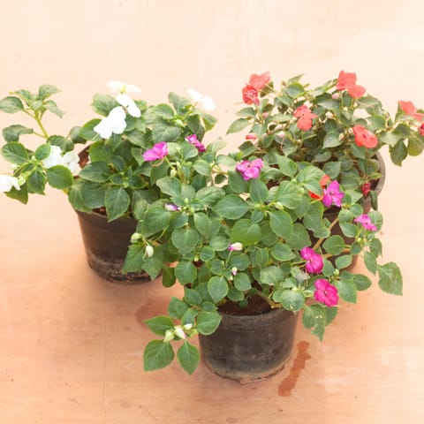 Set of 3 - Balsam (Pink, Red & White) in 5 Inch Nursery Pot