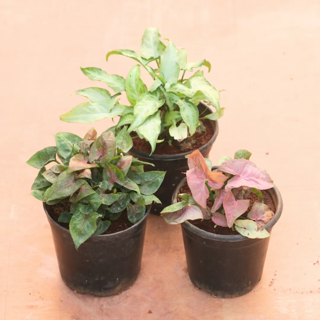 Set of 3 - Syngonium (Pink, Bronze & Green) in 4 Inch Nursery Pot