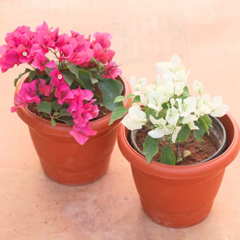Set of 2 - Bougainvillea (Pink & White) in 8 Inch Terracotta Red Classy Plastic Pot