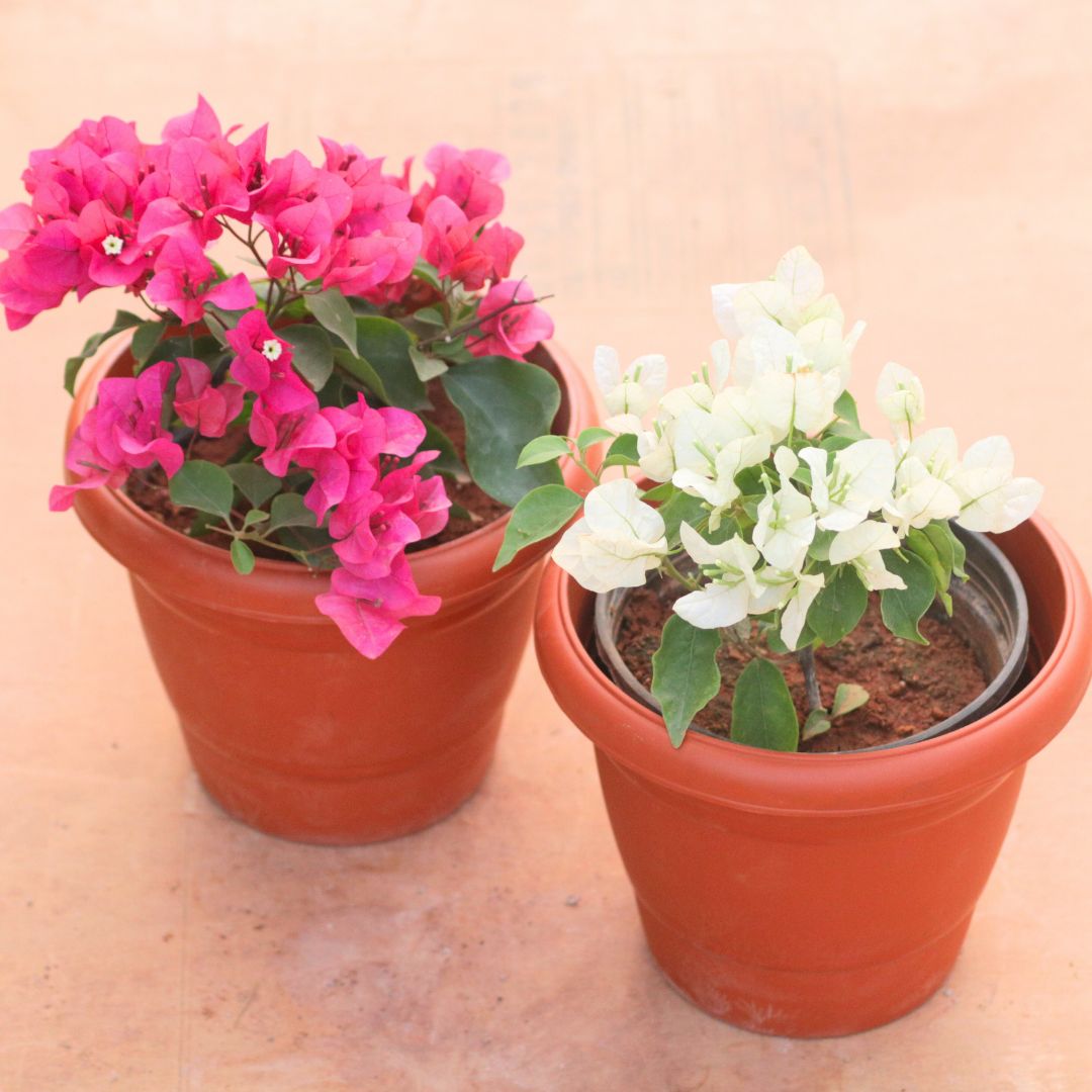 Set of 2 - Bougainvillea (Pink & White) in 8 Inch Terracotta Red Classy Plastic Pot