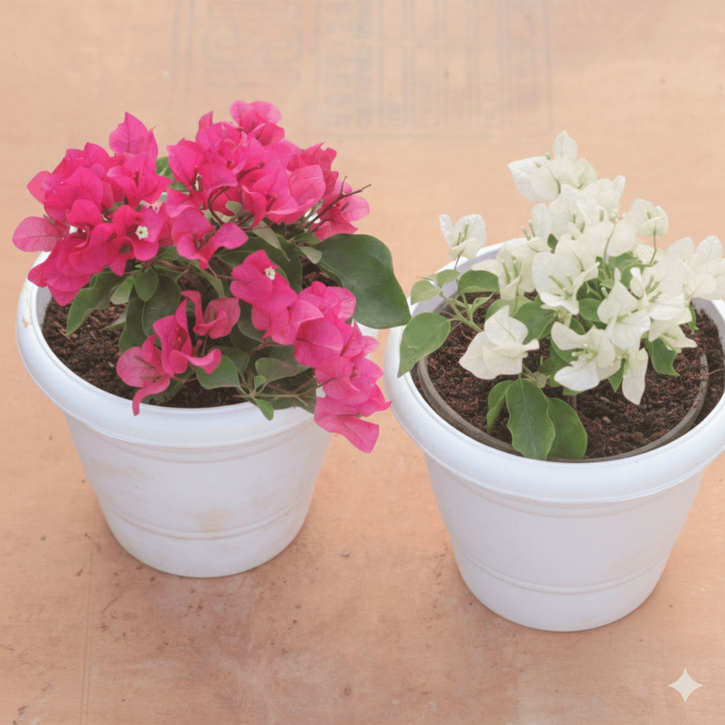 Set of 2 - Bougainvillea (Pink & White) in 8 Inch White Classy Plastic Pot