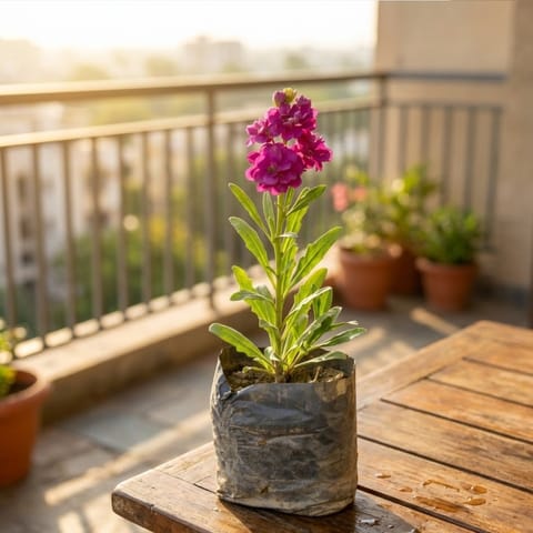 Stock (Any Colour) in 4 Inch Nursery Bag