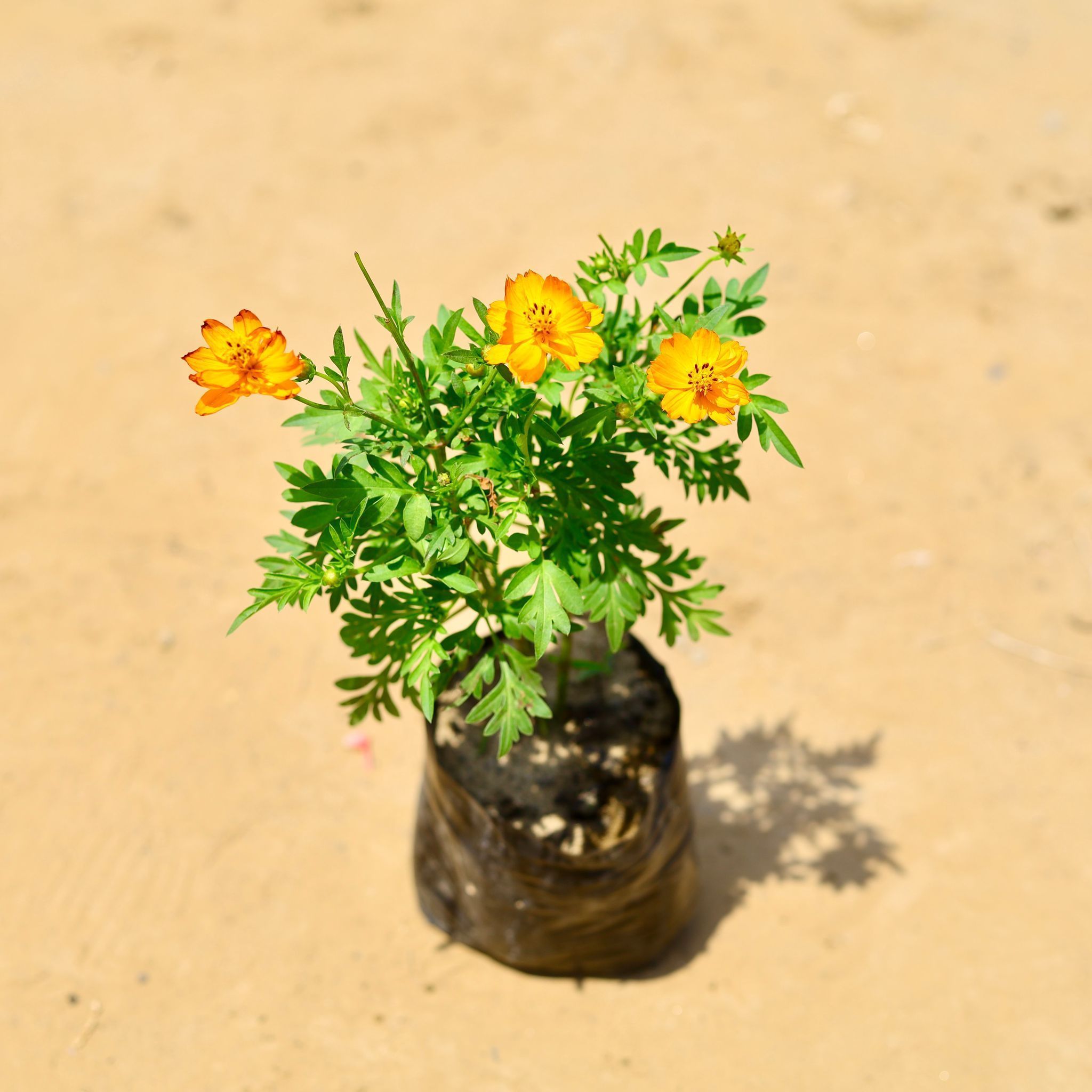 Cosmos (any colour) in 3 Inch Nursery Bag