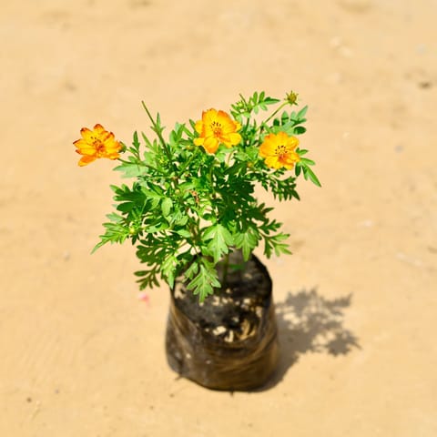 Cosmos (any colour) in 3 Inch Nursery Bag