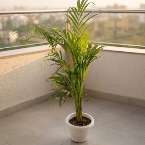Areca Palm (~ 3 ft) in 8 Inch Classy White Plastic Pot