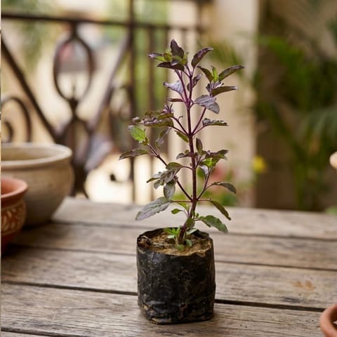 Holy Shyama Tulsi in 3 Inch Nursery Bag