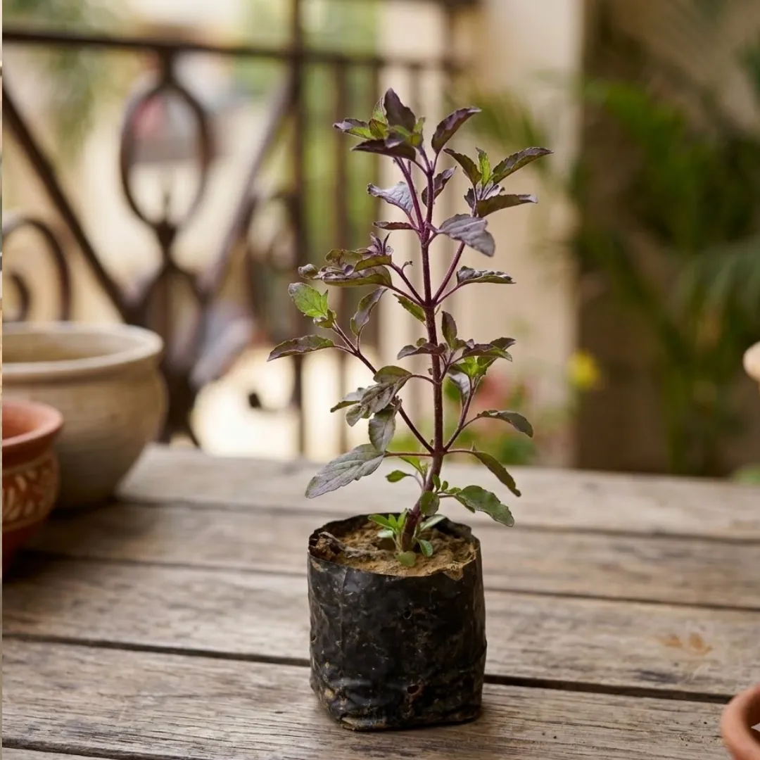 Holy Shyama Tulsi in 3 Inch Nursery Bag