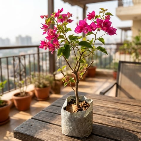 Bougainvillea (any colour) in 4 Inch Nursery Bag