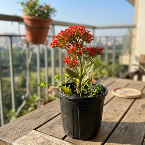 Kalanchoe Succulent Red in 6 Inch Nursery Pot