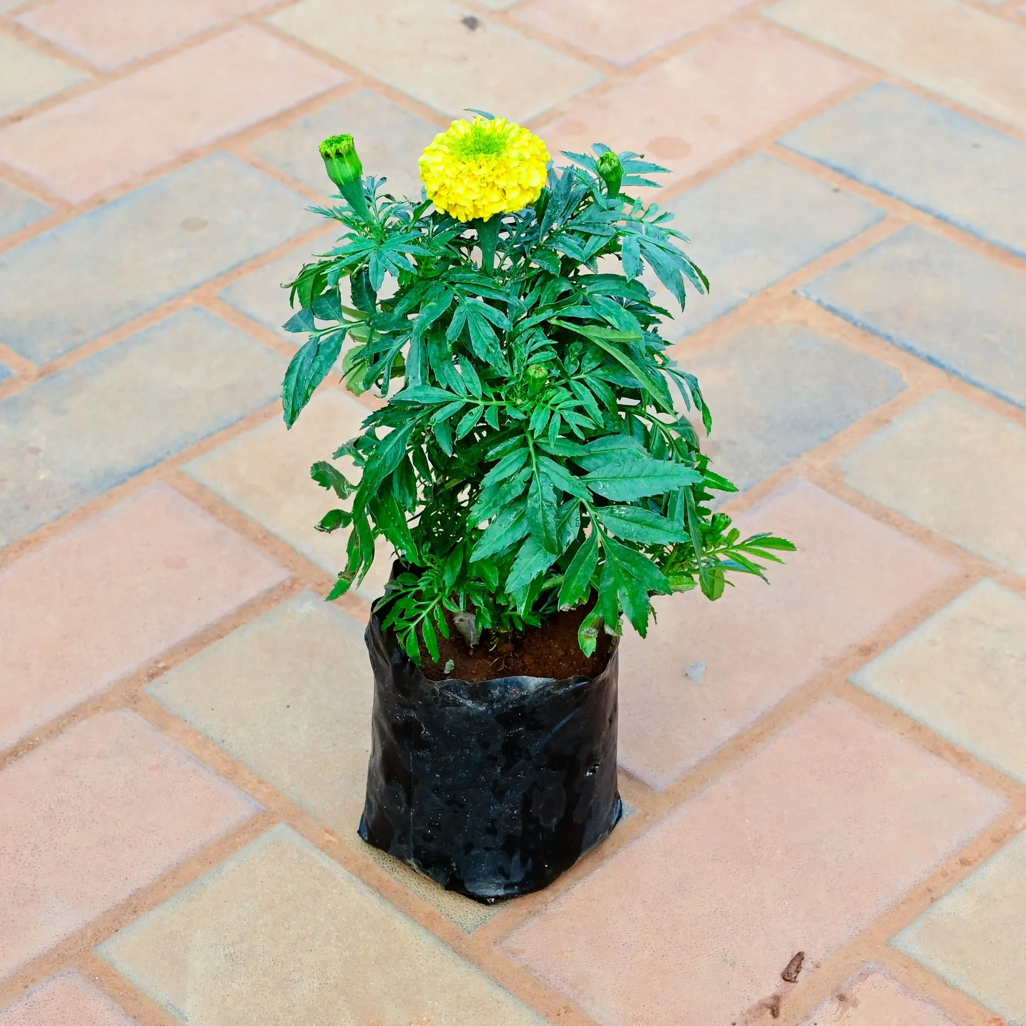Marigold / Genda (Any Colour) in 4 Inch Nursery Bag