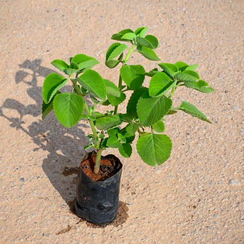 Ajwain / Carom Plant in 4 Inch Nursery Bag