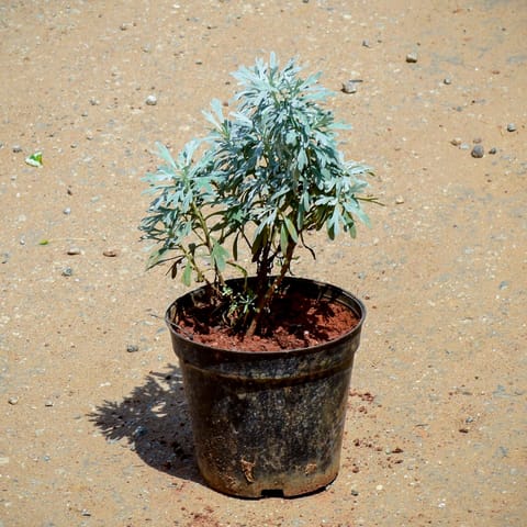 Lavender in 6 Inch Black Super Nursery Pot