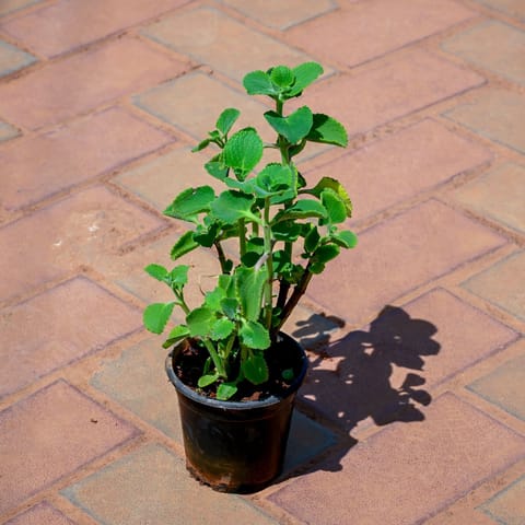 Ajwain / Carom Plant in 6 Inch Black Super Nursery Pot