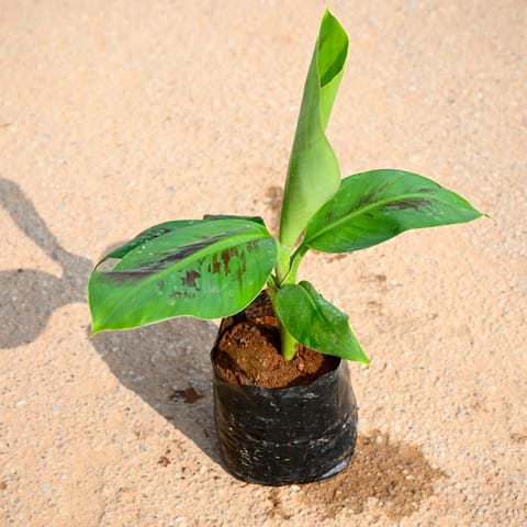 Banana / Kela Plant in 6 Inch Nursery Bag