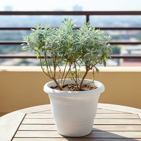 Lavender in 8 Inch White Classy Plastic Pot