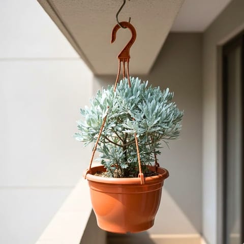 Lavender in 7 Inch Live Fresh Plant Terracotta Red Premium Evara Hanging Plastic Pot in Worli Mumbai