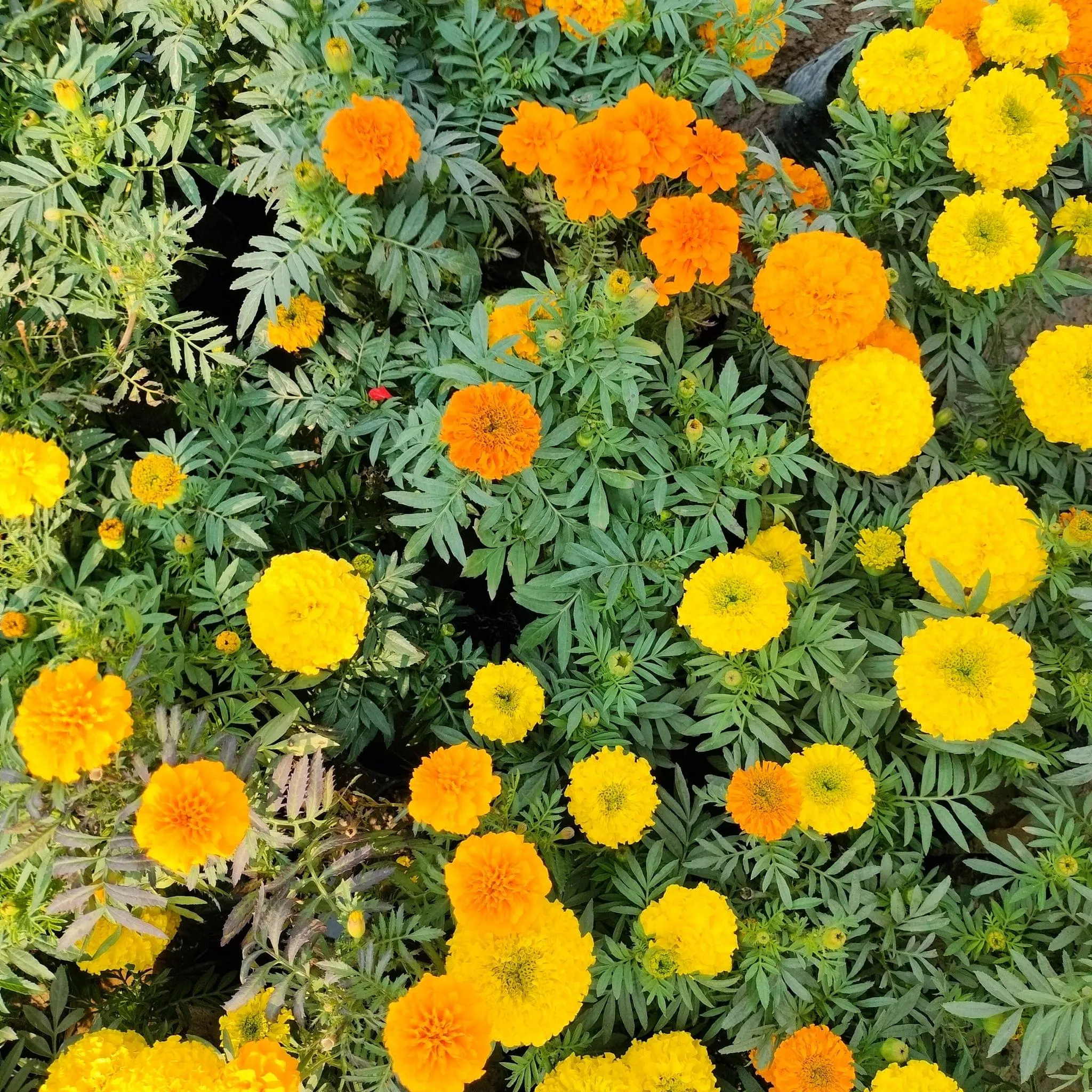 Set of 3 - Marigold / Genda (Any colour) in 4 Inch Nursery Bag