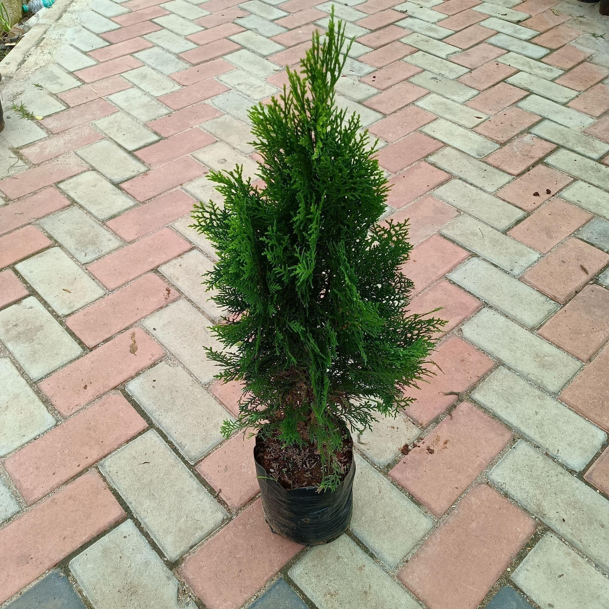 Morpankhi (~ 2 Ft) in 8 Inch Nursery Bag