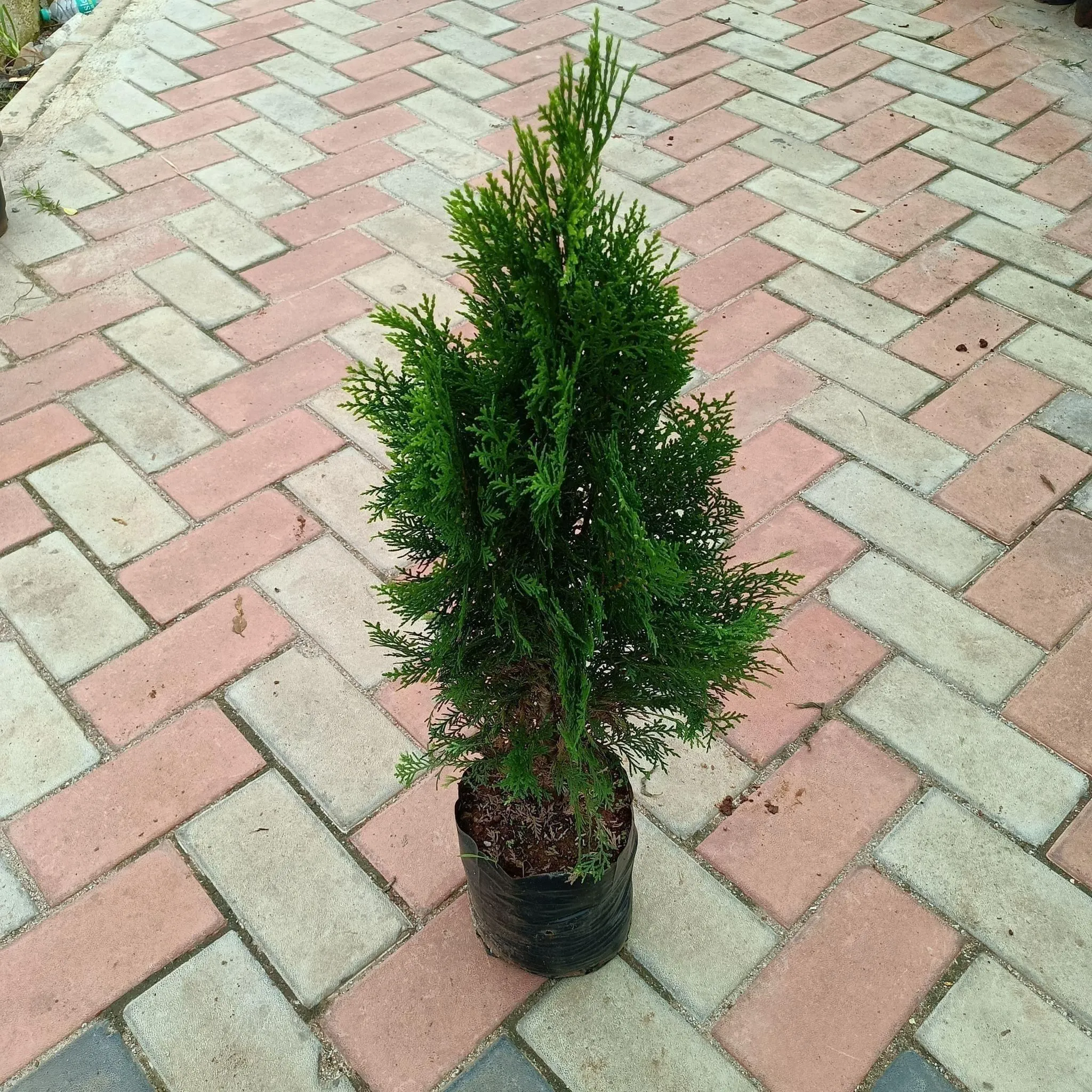 Morpankhi (~ 2 Ft) in 8 Inch Nursery Bag