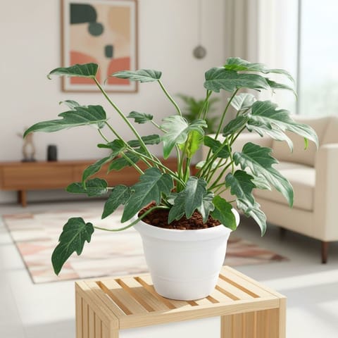 Philodendron Xanadu Green in 8 Inch White Classy Plastic Pot