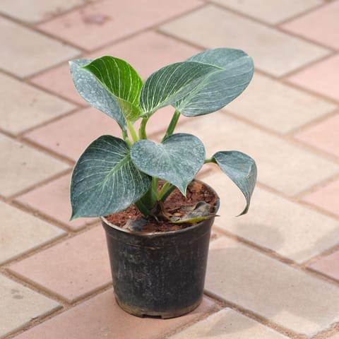 Philodendron Birkin in 4 Inch Nursery Pot