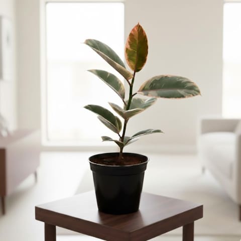 Rubber Pink in 6 Inch Nursery Pot