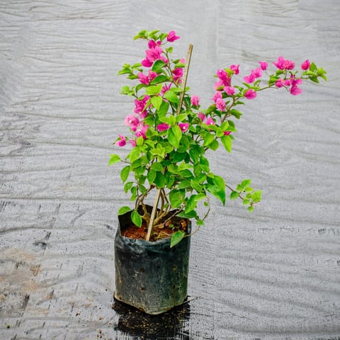 Bougainvillea Pink in 8 Inch Nursery Bag