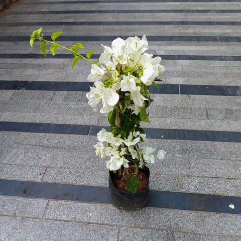 Bougainvillea White in 8 Inch Nursery Bag