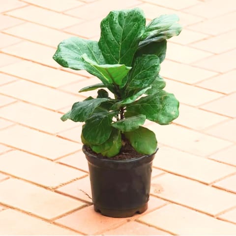 Fiddle Leaf Fig / Ficus Lyrata (~1 Ft) in 5 Inch Nursery Pot