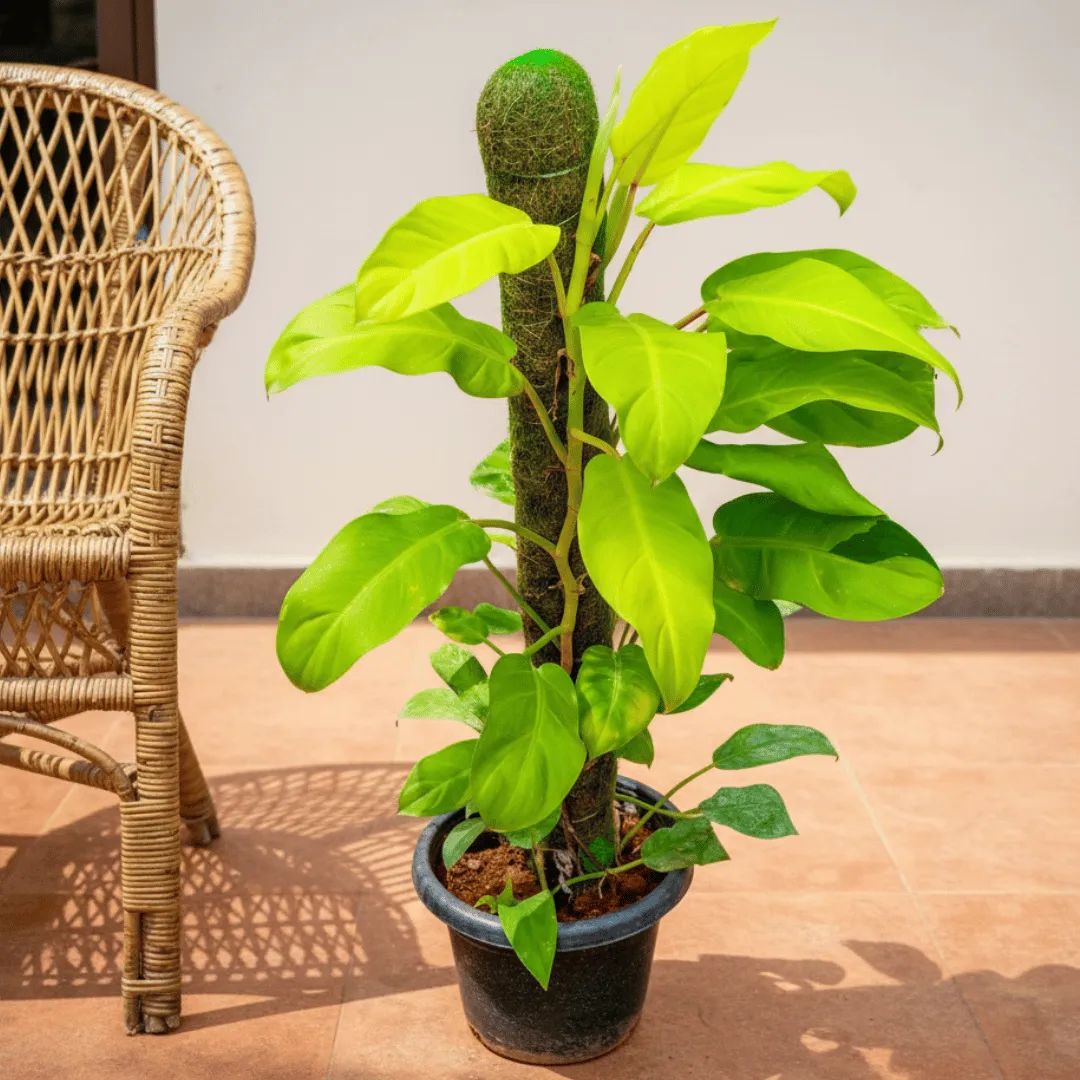 Philodendron Ceylon Gold with 3 Ft Moss Stick in 10 Inch Nursery Pot
