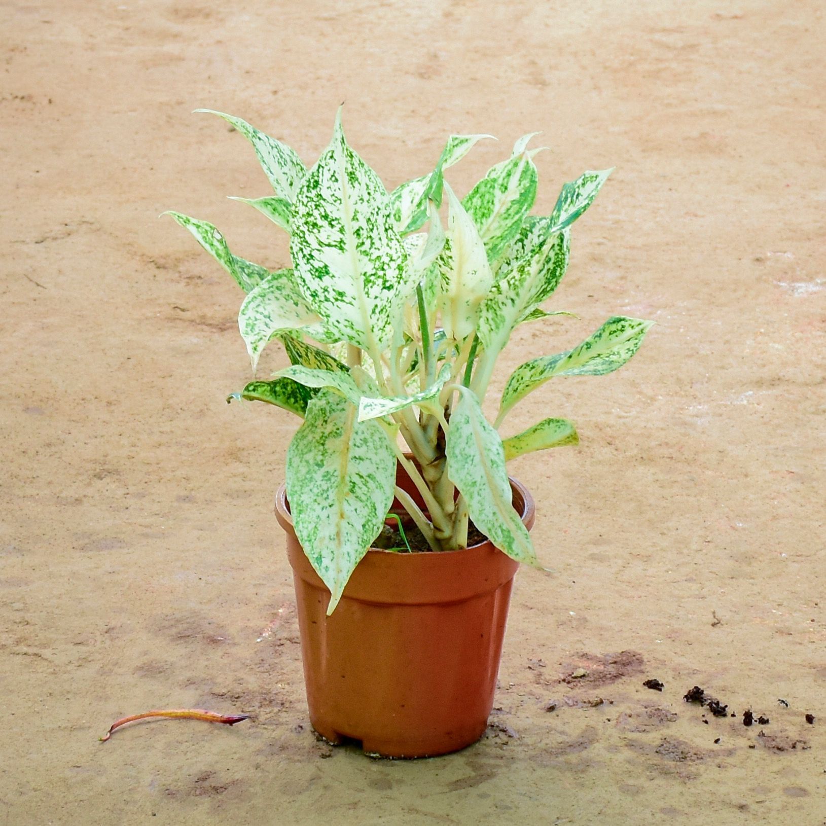 Aglaonema Super White in 5 Inch Nursery Pot