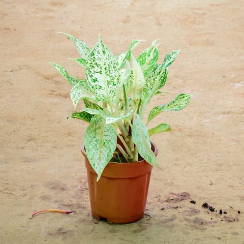 Aglaonema Super White in 5 Inch Nursery Pot